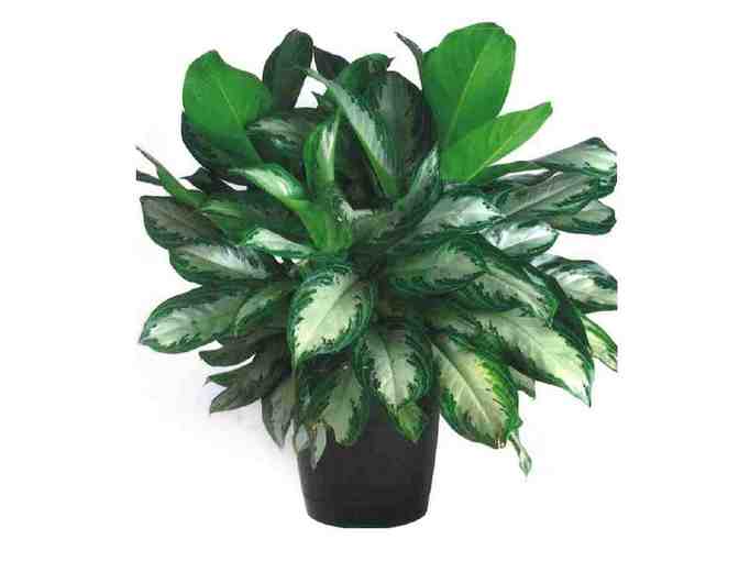 Chinese Evergreen plant (Aglaonema)