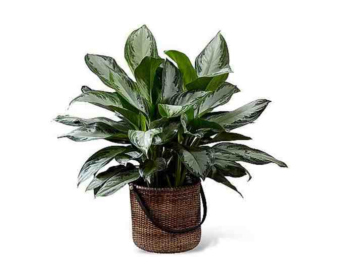 Dracaena plant
