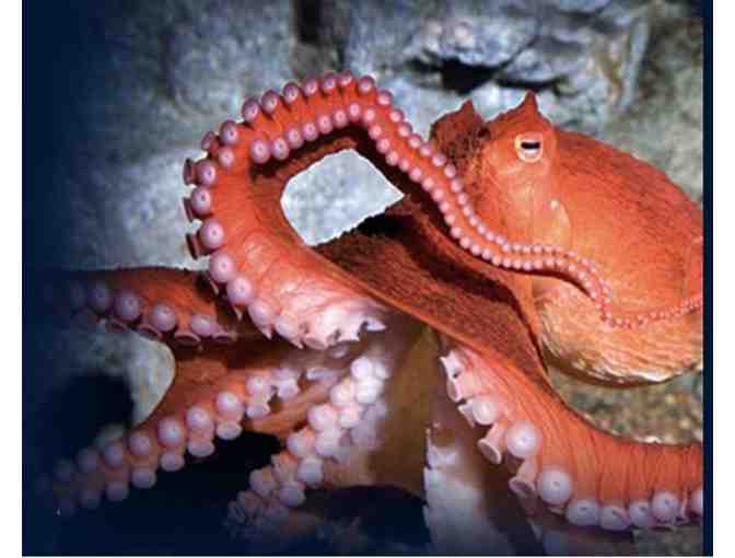 Three Passes to the New England Aquarium