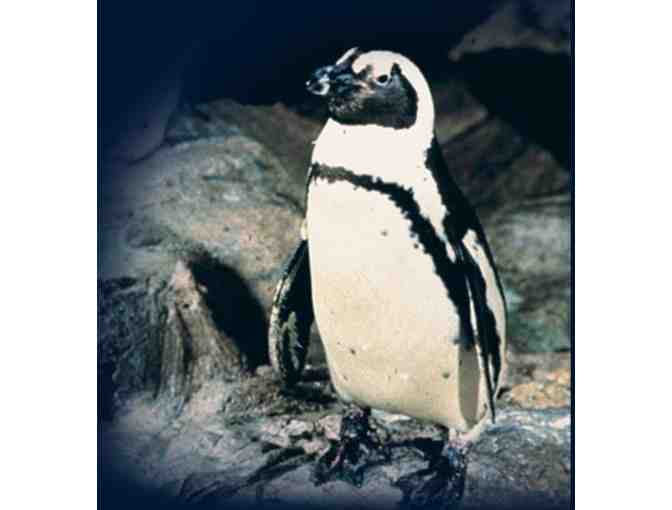 Three Passes to the New England Aquarium