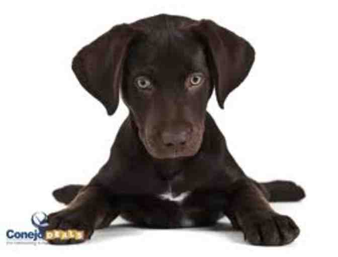 BJK9's - K9 Consultation