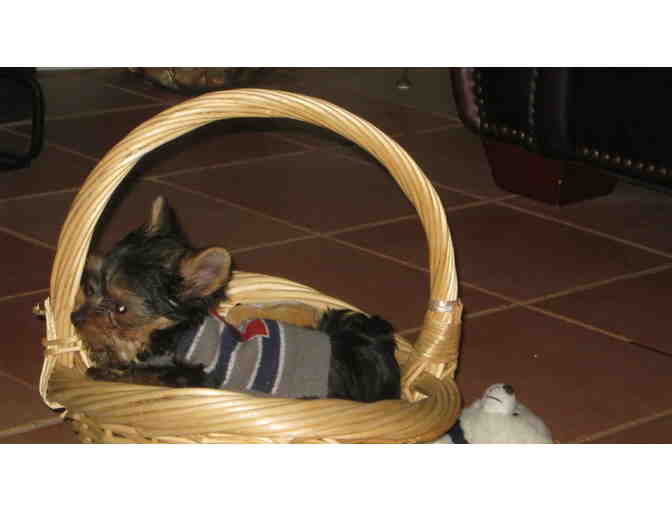 Mrs. Spurlock & A Lazy Dog Summer Day with Luciano