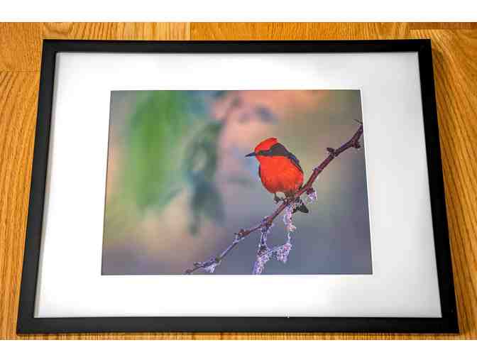 Vermilion flycatcher with Frame (8.5x11 photo)