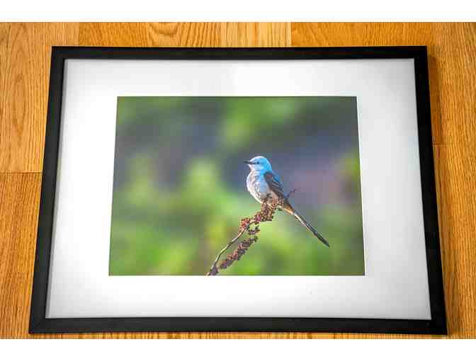 Scissor-tailed flycatcher with Frame (8.5x11 photo)