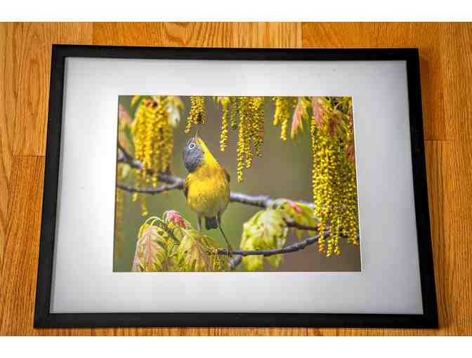 Nashville warbler with Frame (8.5x11 photo)