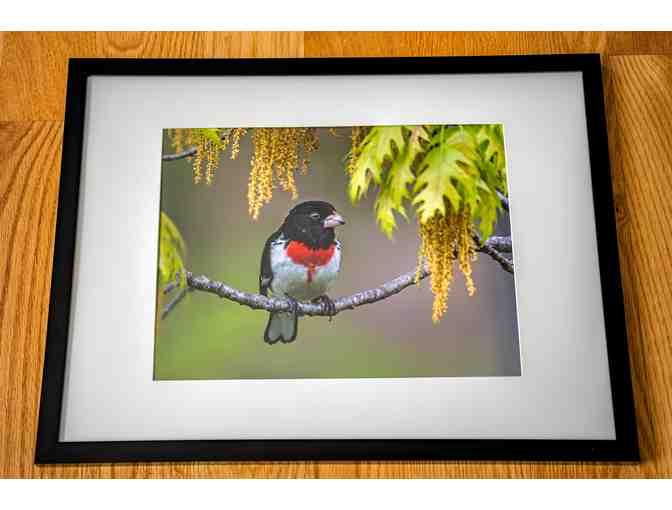 Rose-breasted grosbeak with Frame (8.5x11 photo)