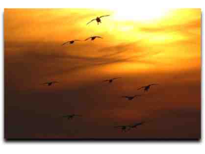 2 day/2 night Duck Hunt at the Bayer Farm and Wildlife Management Center, Stuttgart, AR