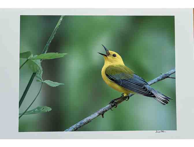 Prothonotary Warbler Photo (13 x 19)