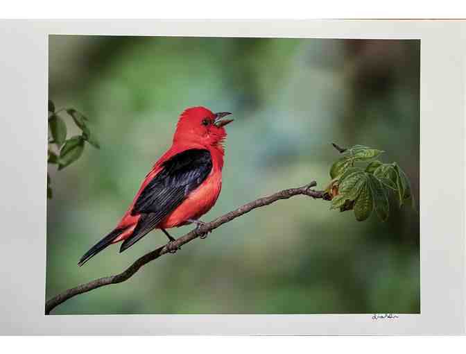 Scarlet Tanager Photo (13 x 19)