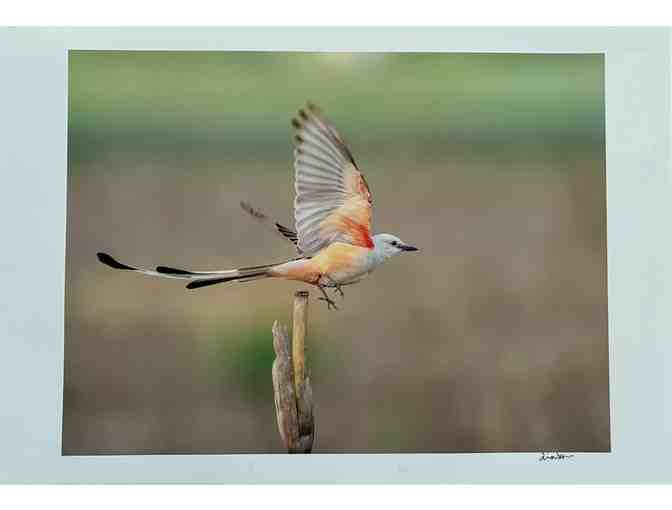 Scissor-tailed Flycatcher Photo (13 x 19)