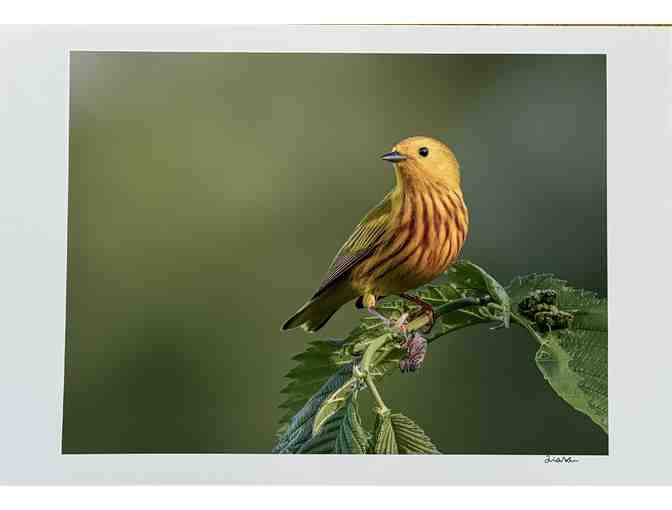 Yellow Warbler Photo (13 x 19)