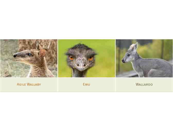 Oakland Zoo Tickets and Australian Walkabout Experience