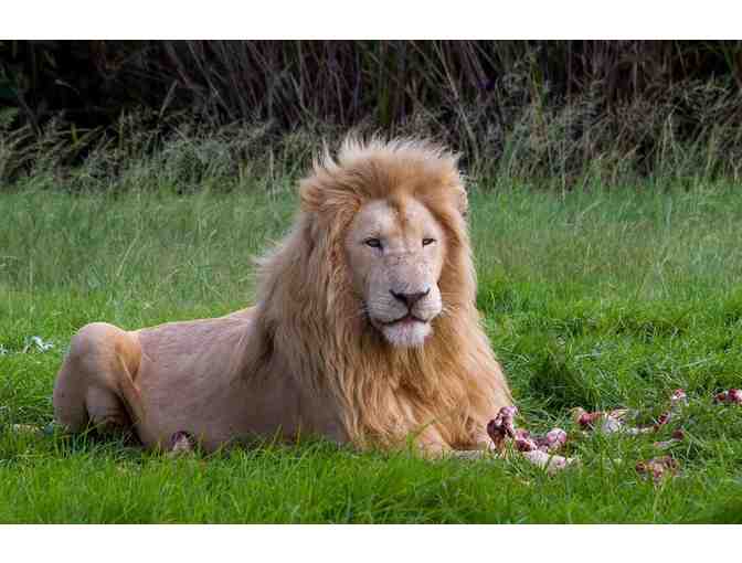 Luxury South Africa Photo Safari for 2!