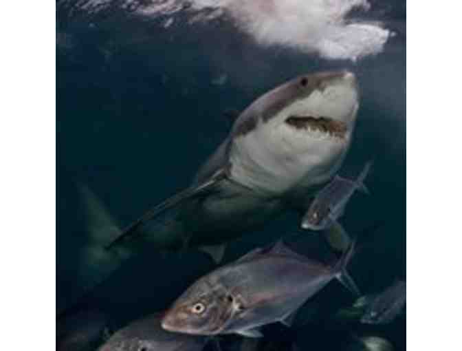 New England Aquarium passes!