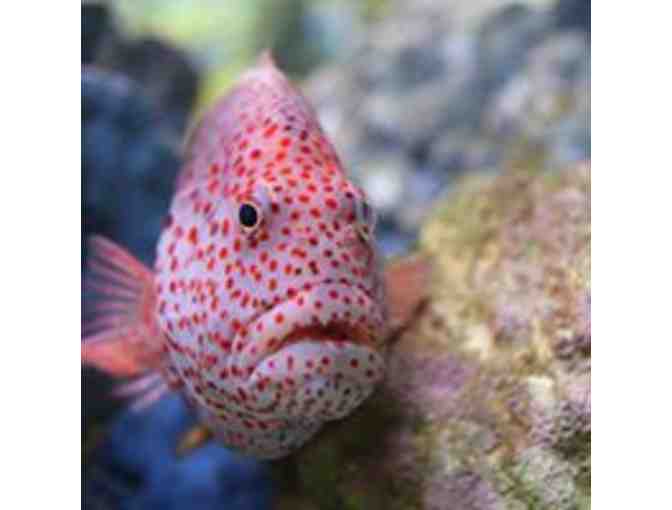 New England Aquarium passes!