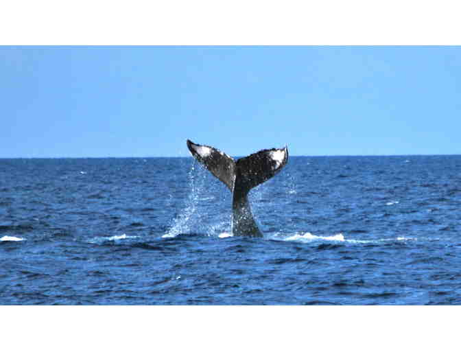 Whale Watch Cruise for 2 at Ocean Sports