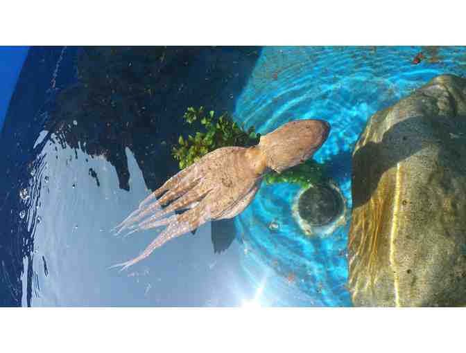 Certificate for Four (4) People on Any Friends of NELHA Tour