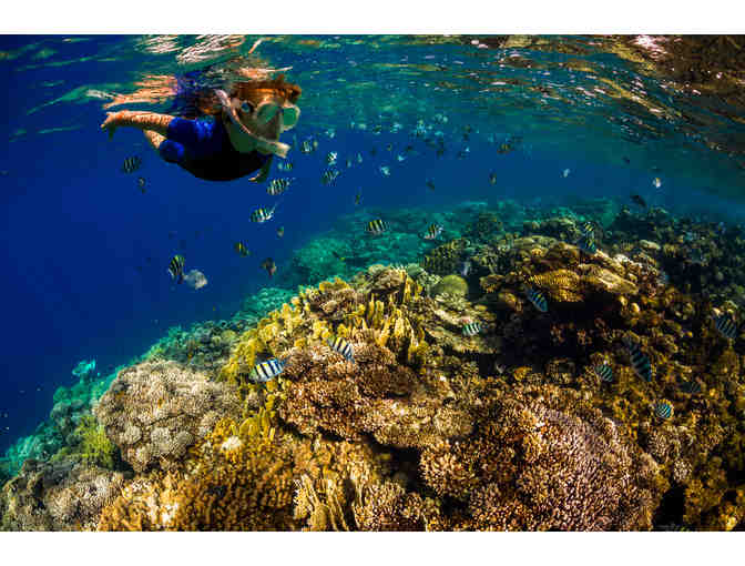 Body Glove Cruises Snorkel & Dolphin Watch Gift Certificate for Two Guests