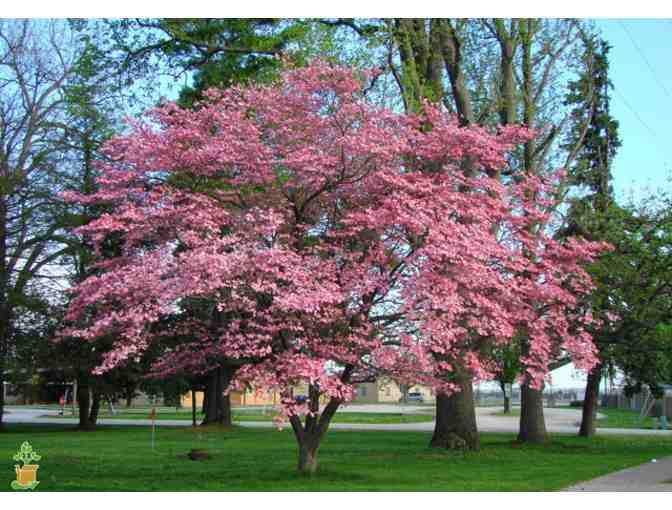 Flowering Dogwood Installation