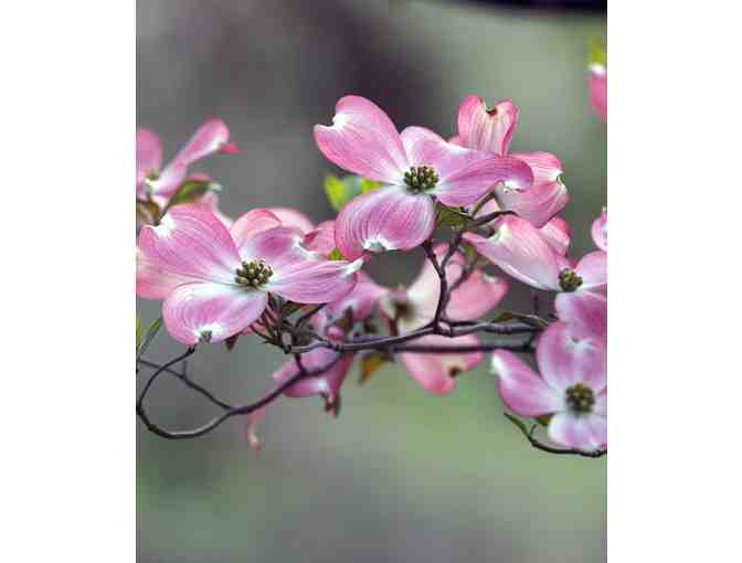 Flowering Dogwood Installation