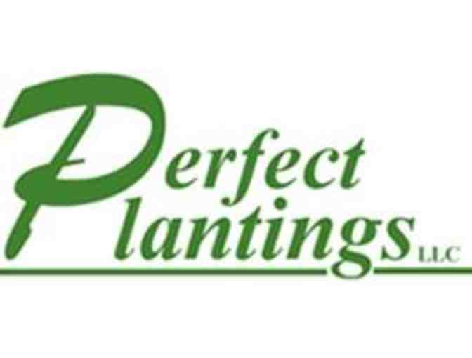 Flowering Dogwood Installation