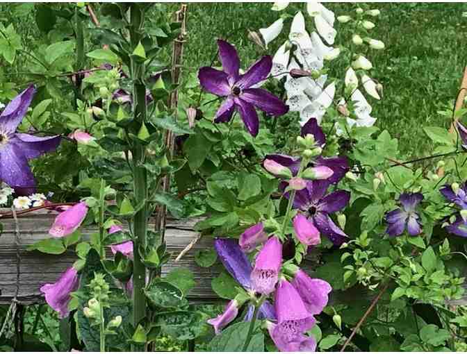 Spring Perennials Gift Certificate