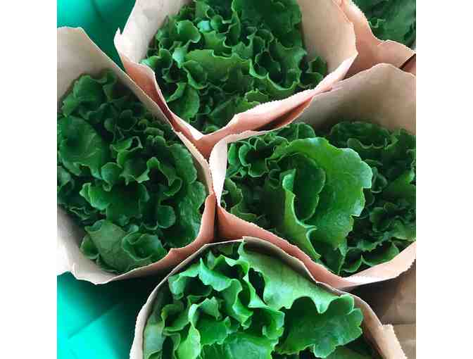 Oasis Spring Farms VIP Tour and Basket of Local Food Products