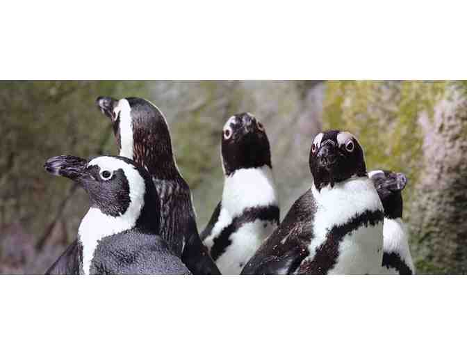 New England Aquarium: 4 Tickets
