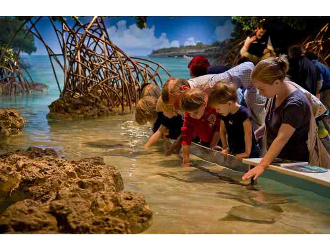 New England Aquarium: 4 Tickets