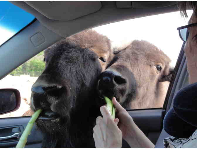 Six-Person V.I.P. Pass to African Safari Wildlife Park - Port Clinton, OH