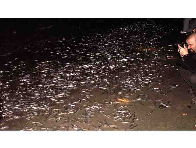 'Meet the Grunion' Family Four Pack Pass - Cabrillo Marine Aquarium