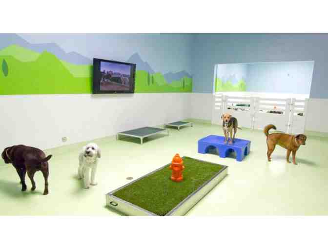 5 Days Doggie Daycare