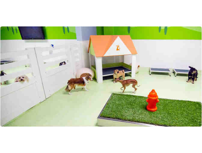 5 Days Doggie Daycare