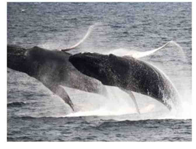New England Aquarium Whale Watch for 4, Boston