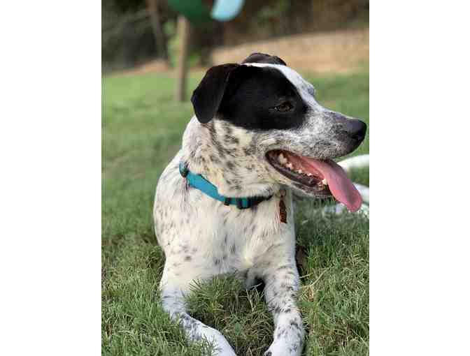 Pet Painting Session for Your Class with Amy Hicks, Helping Paws Healing Hearts