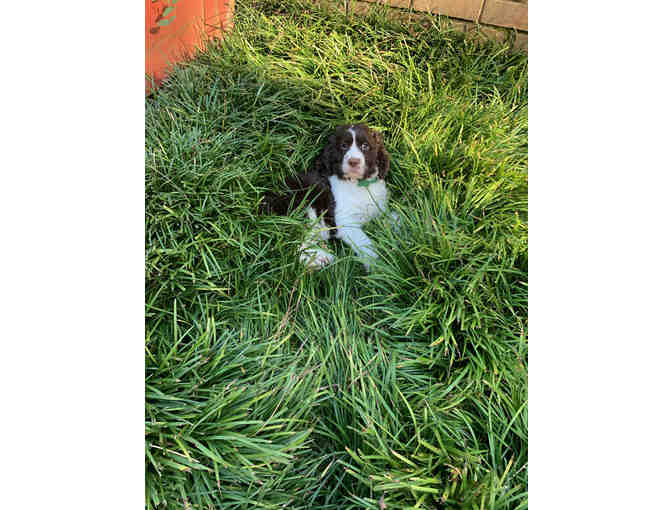 Meet Watts - the newest member of your family