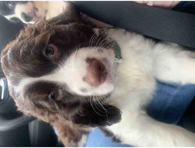 Meet Watts - the newest member of your family