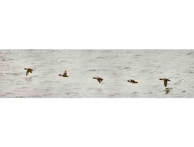 Dove Hunt for 2 at Pica Zuro Lodge in Argentina