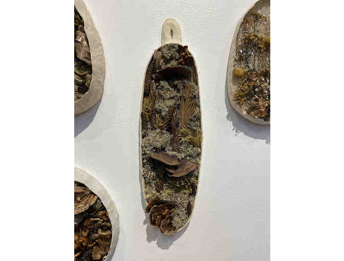 Birds nest & oak mazegill