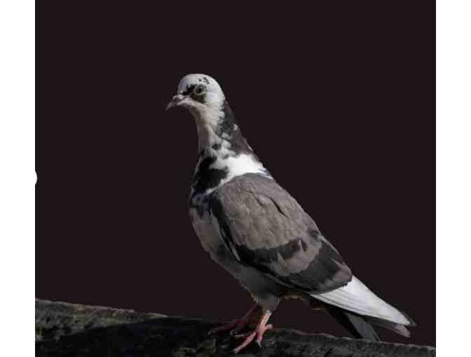 Original Photography/Artwork by Rasha Hamid