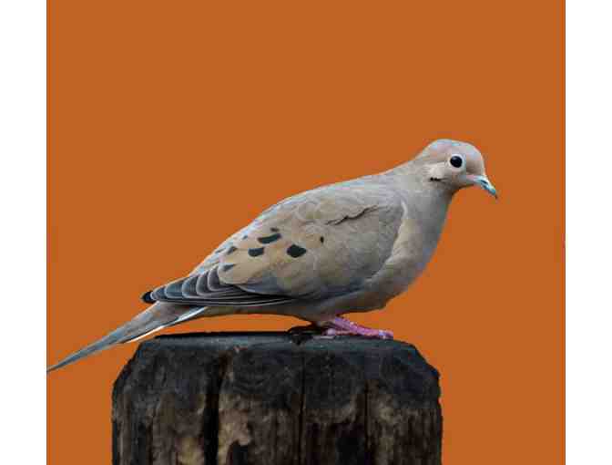 Original Photography/Artwork by Rasha Hamid