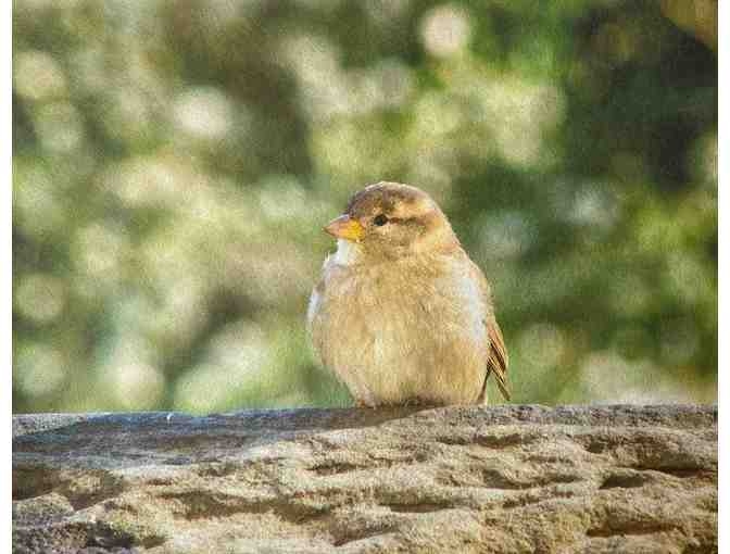 Original photos printed on Washi Paper by Rasha Hamid