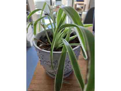 2 Plants w/ Clay Pots