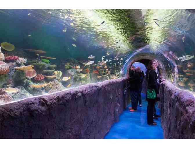 4 Passes to VIA Aquarium