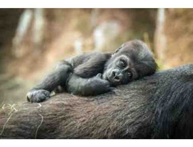 A trip for 4 to the Bronx Zoo with Yankee Trails!