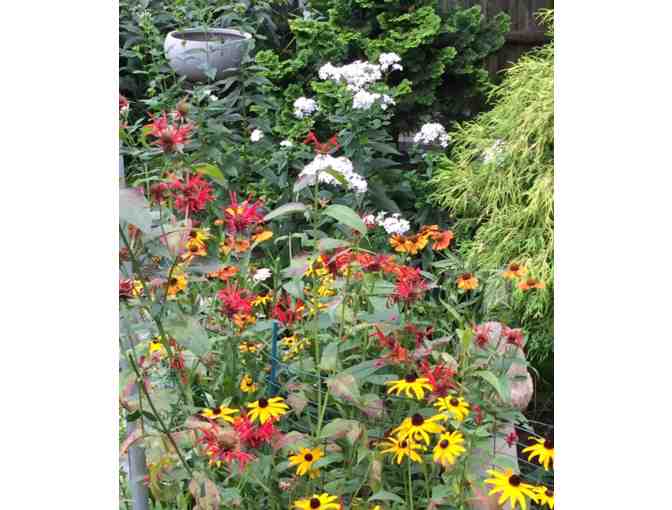 Perennial Plants from a Cambridge Garden