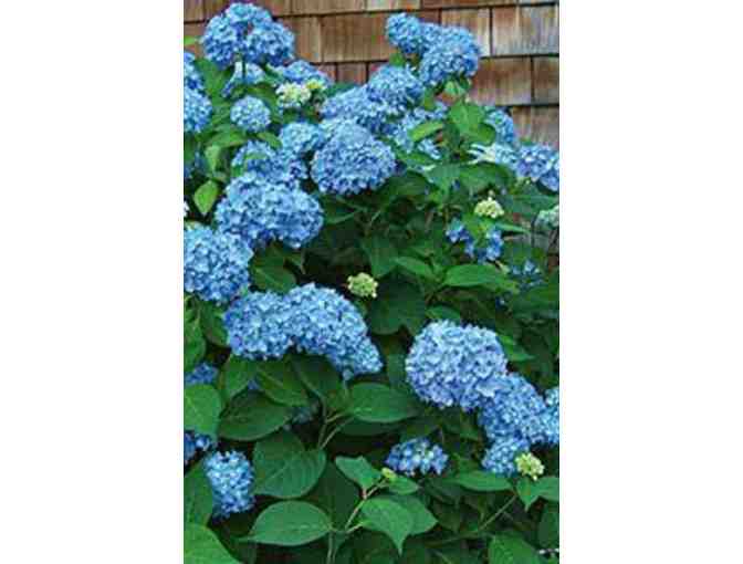 White Flower Farm, $75 gift certificate