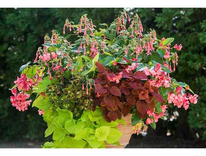 White Flower Farm, $75 gift certificate