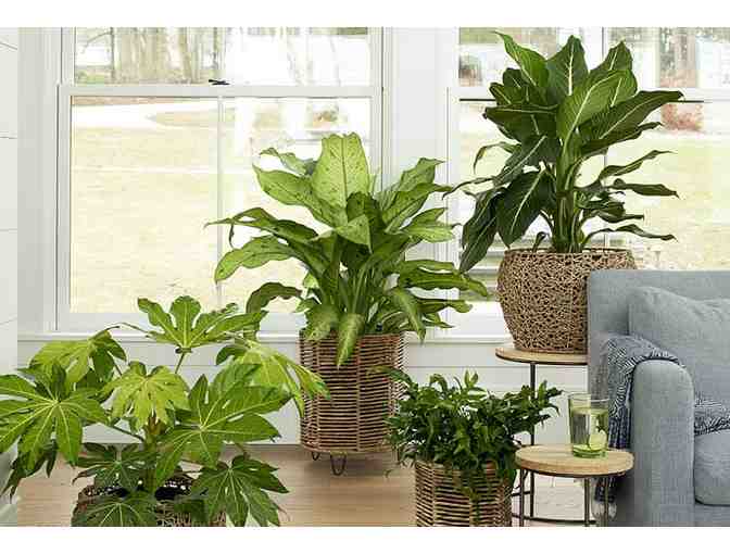 White Flower Farm, $75 gift certificate