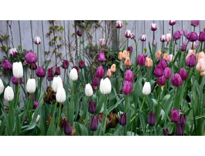 Talbot's Creative Gardening A Gift Certificate for a $100 Garden Consult